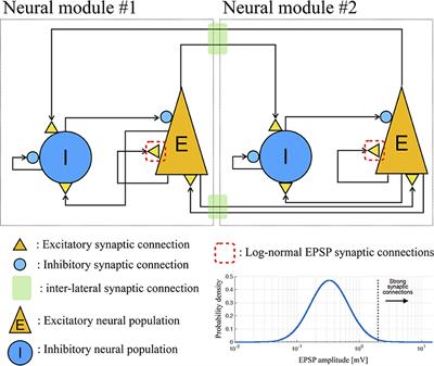 Long-Tailed Characteristics of Neural Activity Induced by Structural Network Properties